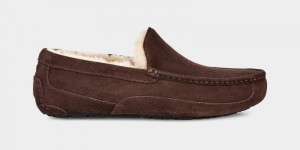 Brown Ugg Ascot Men's Slippers | Saudi Arabia-1027843