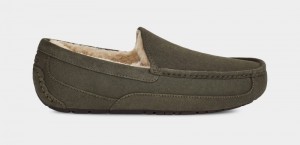 Khaki Ugg Ascot Men's Slippers | Saudi Arabia-4130258