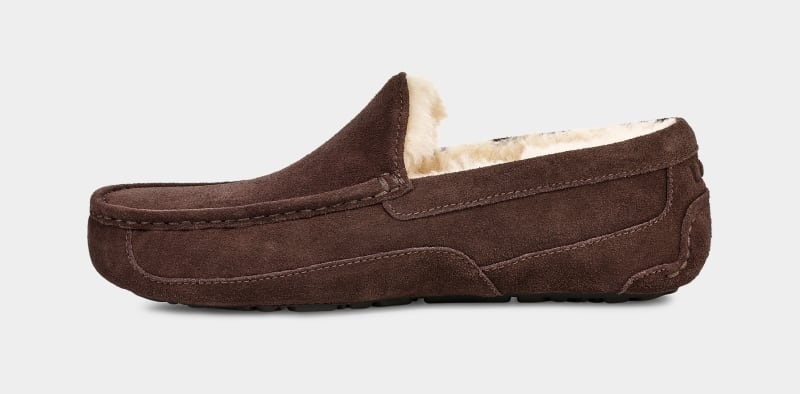 Brown Ugg Ascot Men's Slippers | Saudi Arabia-1027843