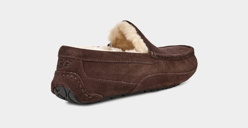 Brown Ugg Ascot Men's Slippers | Saudi Arabia-1027843