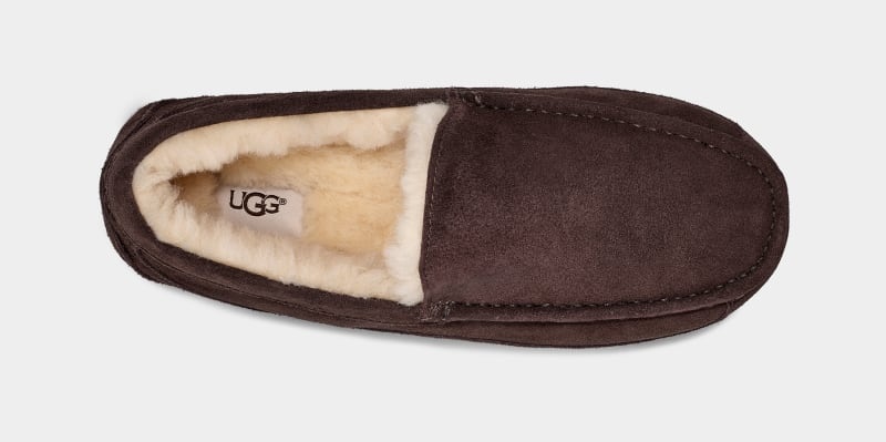 Brown Ugg Ascot Men's Slippers | Saudi Arabia-1027843