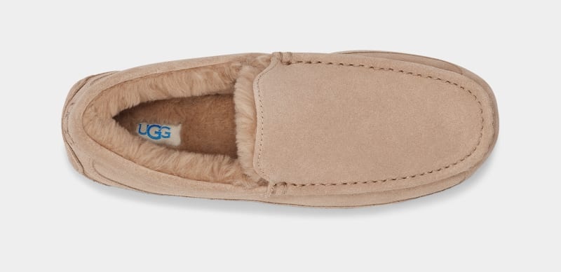 Brown Ugg Ascot Men's Slippers | Saudi Arabia-2970418