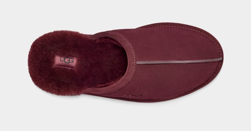 Purple Ugg Scuff Men's Slippers | Saudi Arabia-1062458